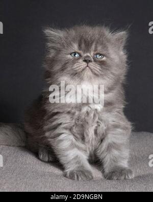 Dolce foto di un gattino di ragamuffin grigio soffice di 5 settimane. Foto Stock