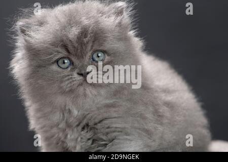 Primo piano ritratto di un gattino di ragamuffin grigio soffici. Foto Stock