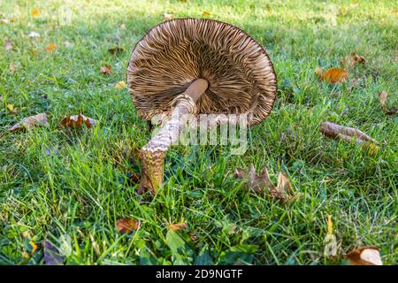 Il fungo del parasolo grande (Lepiota procera) crollò sotto il suo proprio peso adagiando sull'erba. Surrey, Inghilterra sud-orientale, fine autunno / inizio inverno Foto Stock