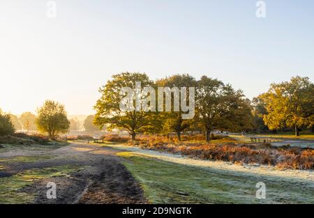 Paesaggio in primo mattino luce a Richmond Park, Richmond, Londra, sud-est Inghilterra nel tardo autunno al primo inverno Foto Stock