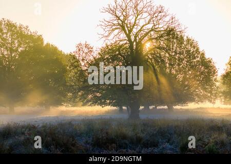 Paesaggio in primo mattino luce a Richmond Park, Richmond, Londra, sud-est Inghilterra nel tardo autunno al primo inverno Foto Stock