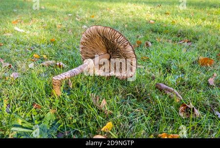 Il fungo del parasolo grande (Lepiota procera) crollò sotto il suo proprio peso adagiando sull'erba. Surrey, Inghilterra sud-orientale, fine autunno / inizio inverno Foto Stock