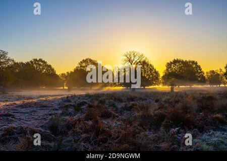 Cervi rossi (Cervus elaphus) alla luce del mattino a Richmond Park, Richmond, Londra, nel sud-est dell'Inghilterra, nella stagione della caccia tra la fine dell'autunno e l'inizio dell'inverno Foto Stock