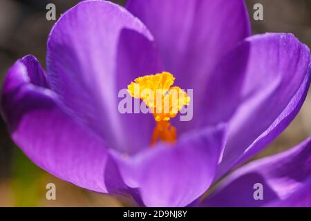 Fiore viola di croco (Crocus sp.), piante da giardino, Germania Foto Stock