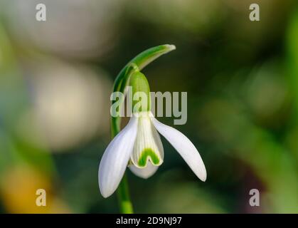 Fiore di Little Snowdrop (Galanthus nivalis), piante da giardino, Germania Foto Stock