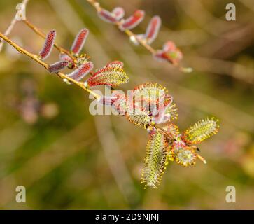 Catkins di salice viola maschio (purpurea di Salix), catkins, pianura di Isar vicino a Geretsried, alta Baviera, Baviera, Germania Foto Stock