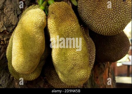 Alcuni jackfruit in un albero in una fattoria. Foto Stock