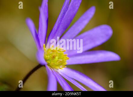 Anemone balcanico (Anemone blanda), fiore da giardino, Baviera, Germania Foto Stock