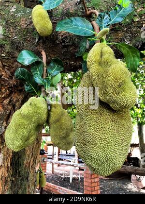 Alcuni jackfruit in un albero in una fattoria. Foto Stock