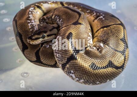 Una boa si accovagliò a terra in uno zoo. Foto Stock
