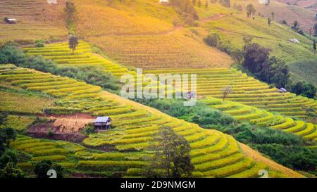 Paesaggio di terrazze di riso sulla montagna a Ban Pa Pong Piang, Doi DIN Thanon, Chiang mai, Thailandia Foto Stock