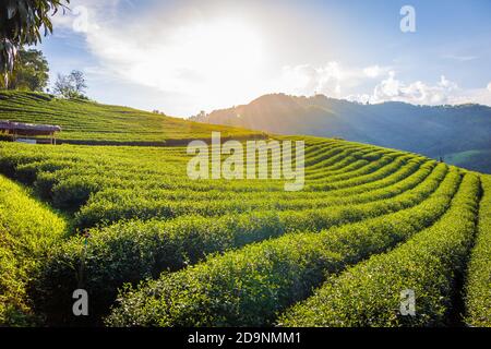 Paesaggio di 101 piantagione di tè è una grande piantagione di tè sul monte Doi Mae Salong, provincia di Chiang Rai, Thailandia. Foto Stock