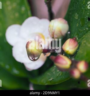 Fiori e boccioli, gocce d'acqua sui fiori, una grande goccia pende fuori dalla fine di questo delicato bianco Phalaenopsis Moth Orchid fiore bocciolo. Foto Stock