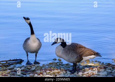 Due oche canadesi (Branta canadensis) su ghiaia sul lungolago, Ammersee vicino Aidenried, Fünfseenland, alta Baviera, Baviera, Germania Foto Stock