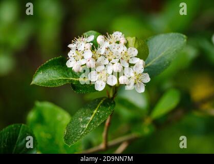 Mirtillo nero (Aronia melanocarpa), alta Baviera, Baviera, Germania Foto Stock