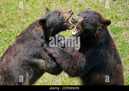 Orso nero (Ursus americanus), Francia Foto Stock