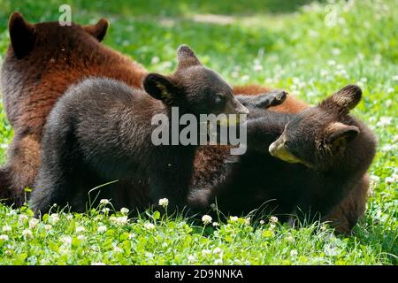 Orso nero (Ursus americanus), madre con due cuccioli, Francia Foto Stock