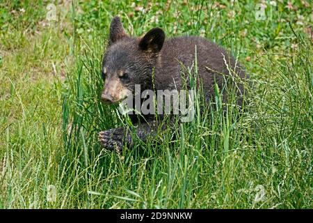 Orso nero (Ursus americanus), cucciolo in un prato, Francia Foto Stock