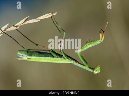 Mantis orante europeo (Mantis religiosa), maschio di colore verde di base, famiglia di mantis (Mantidae), Vallese, Svizzera Foto Stock