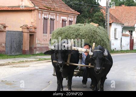 Carrello riempito con fieno trainato da bufali d'acqua domestici in Transilvania, Romania Foto Stock