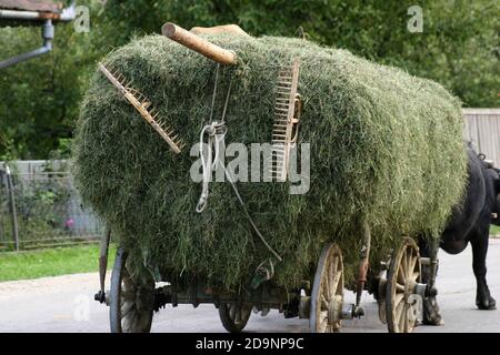 Carrello riempito con fieno trainato da bufali d'acqua domestici in Transilvania, Romania Foto Stock