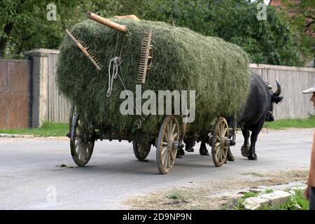 Carrello riempito con fieno trainato da bufali d'acqua domestici in Transilvania, Romania Foto Stock