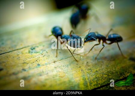 Le formiche stanno ingigando la lotta. Fotografia di fauna selvatica Bangladesh. Foto Stock