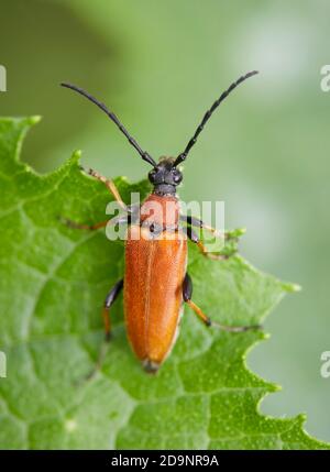 Beetle, buck a collo rosso, Stettoleptura rubra Foto Stock