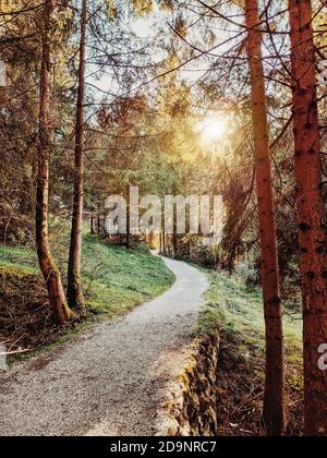Percorso conduce attraverso una foresta, il sole si rompe attraverso gli alberi Foto Stock