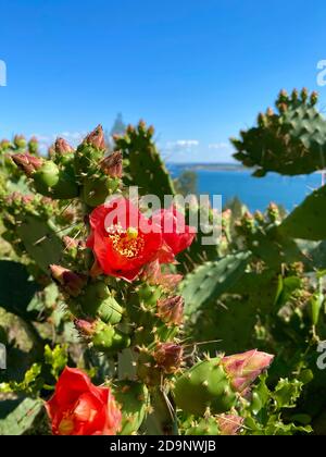 Bellissimi cactus in fiore sulla costa in Portogallo Foto Stock