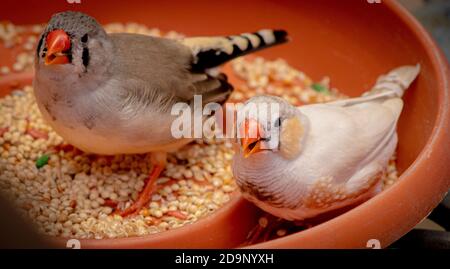 Un colpo ad alto angolo di uccelli di zebra finch mangiare semi su un recipiente Foto Stock