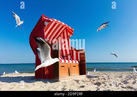 Germania, Schleswig-Holstein, Niendorf. Spiaggia del Baltico Foto Stock