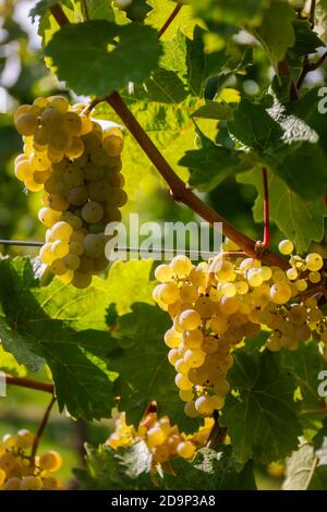 Koenigswinter, Renania Settentrionale-Vestfalia, Germania - uve Riesling sulla vite nel vigneto. Foto Stock