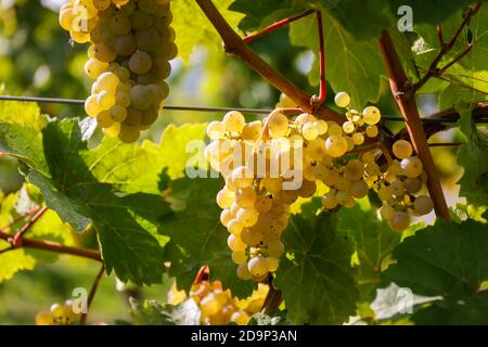 Koenigswinter, Renania Settentrionale-Vestfalia, Germania - uve Riesling sulla vite nel vigneto. Foto Stock