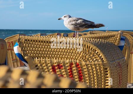 Germania, Meclemburgo-Pomerania occidentale, Isola del Mar Baltico Poel, Spiaggia di Timmendorf, gabbiano seduto su una sedia da spiaggia Foto Stock