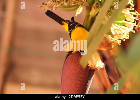 giallo oriole su albero di Banana Foto Stock