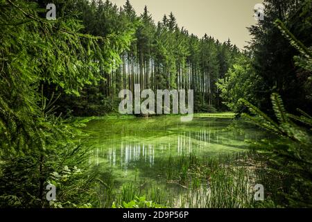 Riflessione di acqua su un lago verde foresta Foto Stock