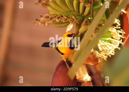 giallo oriole su albero di Banana Foto Stock