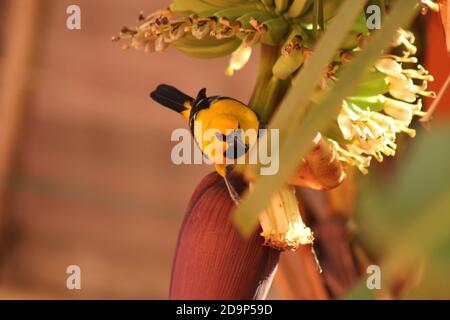 giallo oriole su albero di Banana Foto Stock