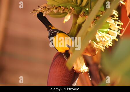 giallo oriole su albero di Banana Foto Stock