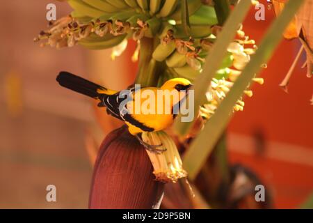 giallo oriole su albero di Banana Foto Stock