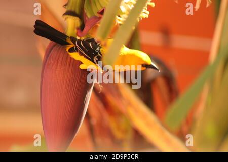 giallo oriole su albero di Banana Foto Stock