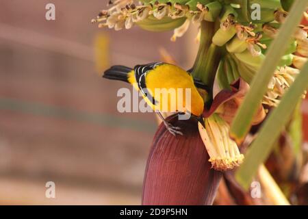 giallo oriole su albero di Banana Foto Stock