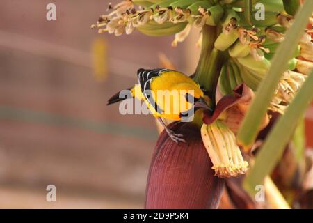 giallo oriole su albero di Banana Foto Stock