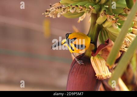 giallo oriole su albero di Banana Foto Stock