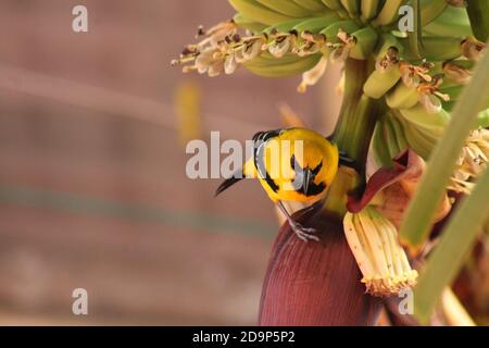 giallo oriole su albero di Banana Foto Stock