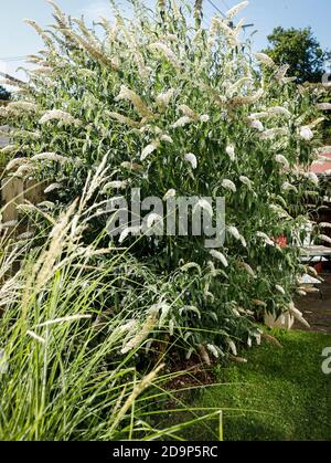 Farfalla lilla cespuglio con fiori bianchi Foto Stock