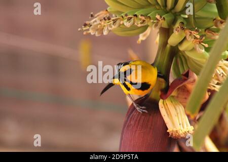 giallo oriole su albero di Banana Foto Stock