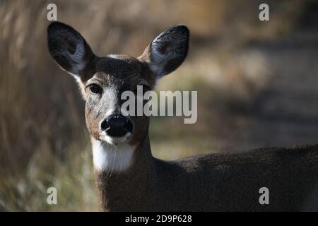 Cervi selvatici che vivono nella Mission Marsh Area a Thunder Bay, Ontario, Canada. Foto Stock