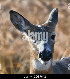 Cervi selvatici che vivono nella Mission Marsh Area a Thunder Bay, Ontario, Canada. Foto Stock